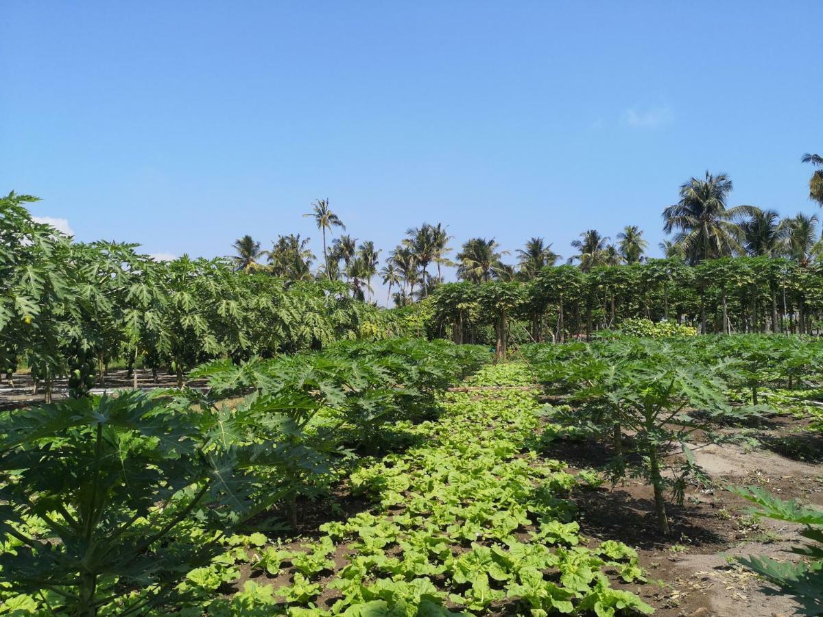 Thila Farm View Hotel Thoddoo Exterior foto